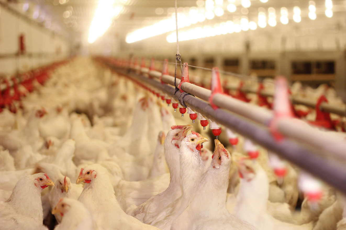 Air purification and sterilization in chicken farms