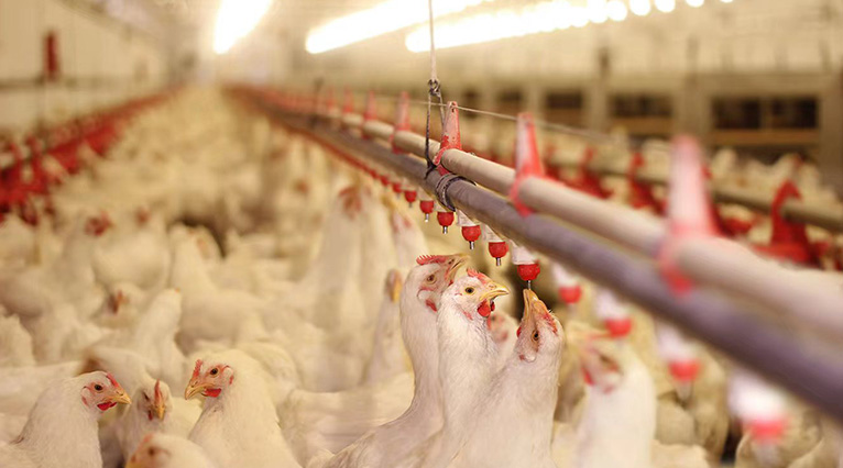 Air purification and sterilization in chicken farm